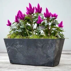 Blumenkasten Ella L37 Cm Schwarz Auslaufmodell -Deutschland Gartenbedarf Verkäufe 2024 115047 artstone blumenkasten ella schwarz 37cm celosia