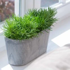 Blumenkasten Claire L38cm Grau -Deutschland Gartenbedarf Verkäufe 2024 115095 artstone claire grau 38 2