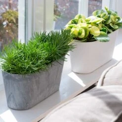 Blumenkasten Claire L38cm Grau -Deutschland Gartenbedarf Verkäufe 2024 115096 artstone blumenkasten claire 38cm zimmerpflanzen