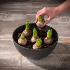 Blumenschale Fiona D25cm Schwarz 7 Blumenschale Fiona D25cm Schwarz -Deutschland Gartenbedarf Verkäufe 2024 115349 artstone blumenschale fiona schwarz mit blumenzwiebeln