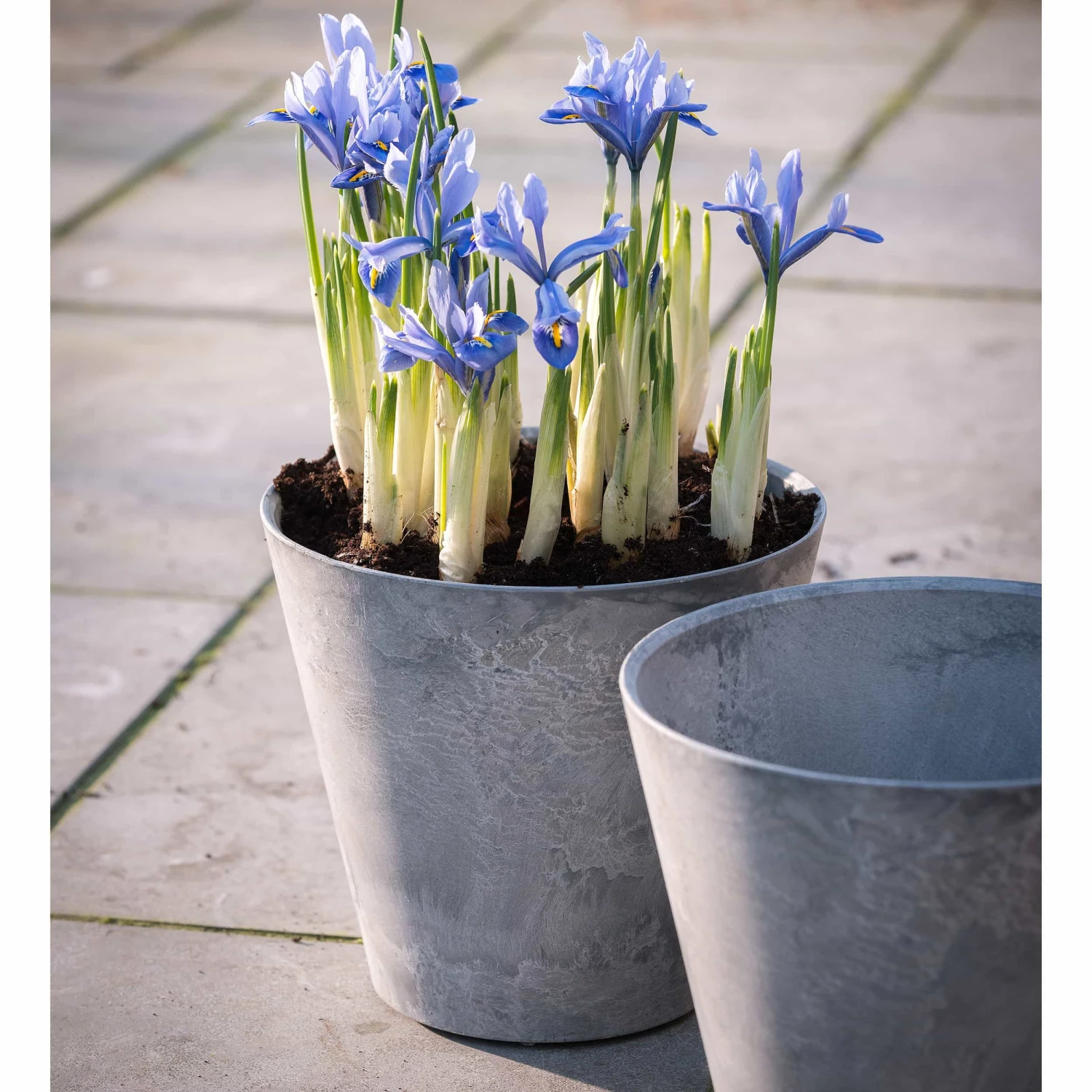 Blumentopf Claire D17cm Grau 4 Blumentopf Claire D17cm Grau – Bild 2