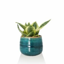 Keramik-Blumentopf Iris D6,5 Cm Türkis -Deutschland Gartenbedarf Verkäufe 2024 118659 ts indoor keramik blumentopf iris 6cm tuerkis bogenhanf 1