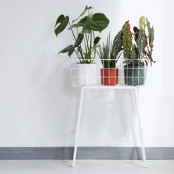 Elho Blumentopf B. For Soft Rund D25 Cm Weiß -Deutschland Gartenbedarf Verkäufe 2024 120121 elho blumentopf bforsoft rund weiss d25 1cm