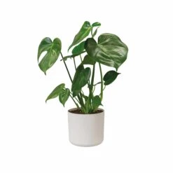 Elho Blumentopf B. For Soft Rund D25 Cm Weiß -Deutschland Gartenbedarf Verkäufe 2024 120122 elho blumentopf bforsoft rund weiss d30 3cm