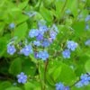 Brunnera Macrophylla - Kaukasus-Vergißmeinnicht -Deutschland Gartenbedarf Verkäufe 2024 121855 blumixx stauden brunnera macrophylla kaukasusvergissmeinnicht