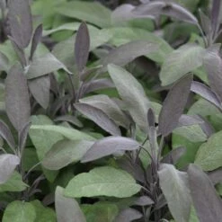 Blumenkasten-Set Kräuter & Blumen 5 Pflanzen - Sonnig -Deutschland Gartenbedarf Verkäufe 2024 122022 blumixx stauden salvia officinalis purpurascens gewuerz salbei