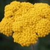Achillea Filipendulina-Hybr. 'Coronation Gold' - Schafgarbe 2 Achillea Filipendulina-Hybr. 'Coronation Gold' - Schafgarbe -Deutschland Gartenbedarf Verkäufe 2024 122626 blumixx stauden achillea coronation gold 1jpg