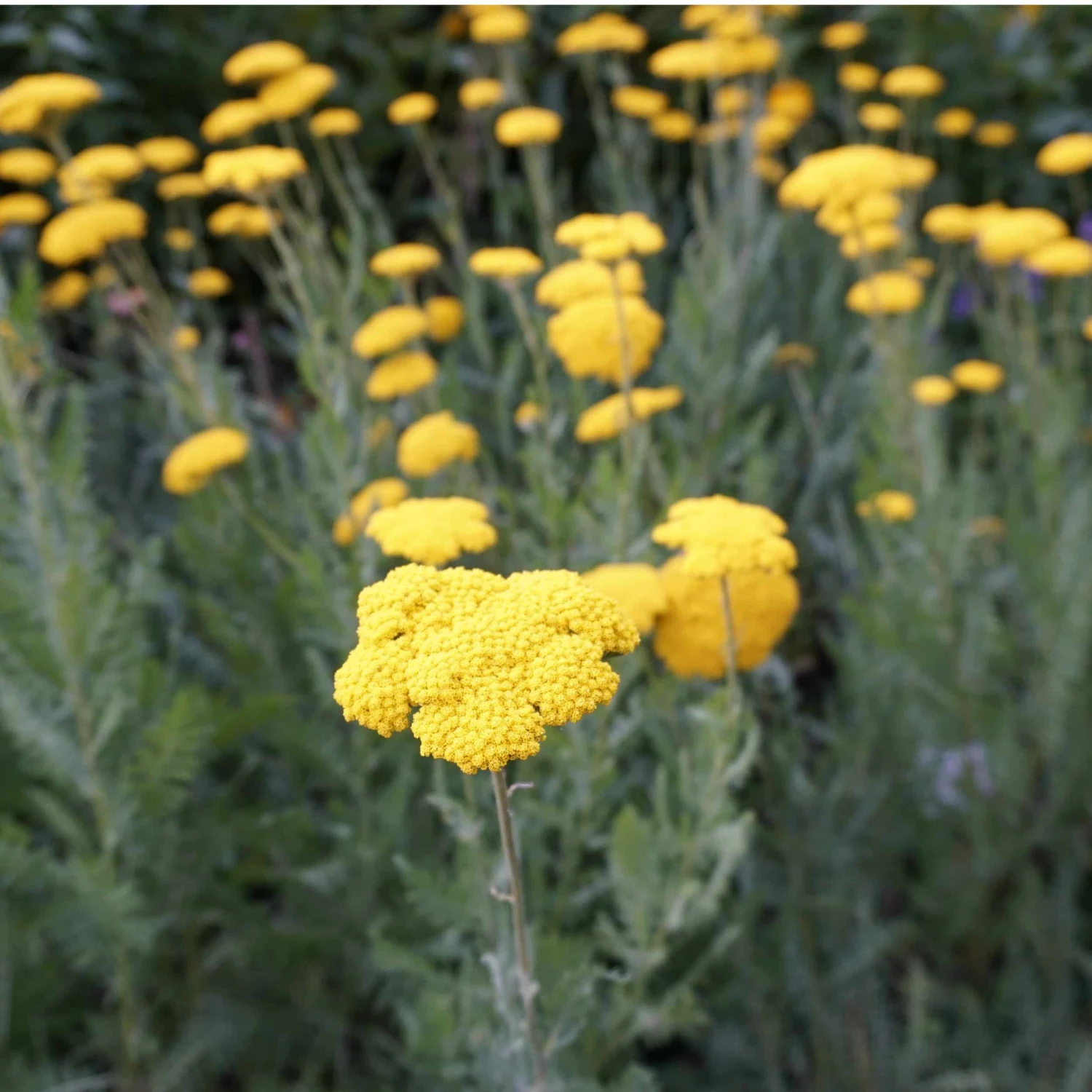 Achillea Filipendulina-Hybr. 'Coronation Gold' - Schafgarbe 4 Achillea Filipendulina-Hybr. 'Coronation Gold' - Schafgarbe – Bild 2