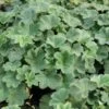 Alchemilla Erythropoda - Kleiner Frauenmantel -Deutschland Gartenbedarf Verkäufe 2024 122657 blumixx stauden alchemilla erythropoda