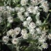 Anaphalis Triplinervis 'Silberregen' - Perlpfötchen 1 Anaphalis Triplinervis 'Silberregen' - Perlpfötchen -Deutschland Gartenbedarf Verkäufe 2024 122676 blumixx stauden anaphalis triplinervis silberregen perlkoerbchen