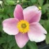 Anemone Hupehensis 'September Charme' - Herbstanemone