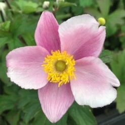 Anemone Hupehensis 'September Charme' - Herbstanemone