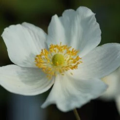 Anemone Japonica-Hybr. 'Honorine Jobert' - Herbstanemone