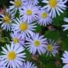 Aster Ageratoides 'Asran' - Wildaster 2 Aster Ageratoides 'Asran' - Wildaster -Deutschland Gartenbedarf Verkäufe 2024 122723 blumixx stauden aster ageratoides asran