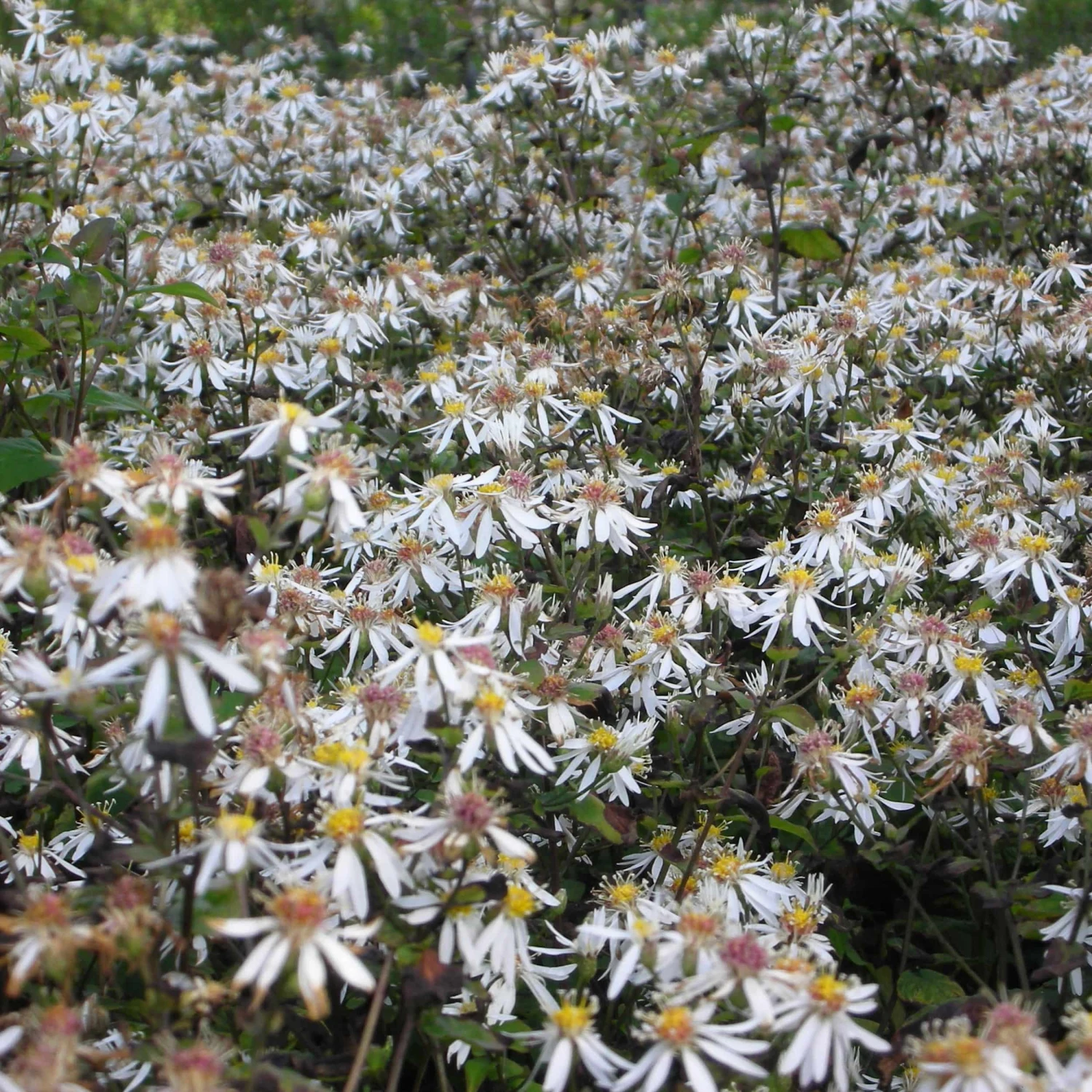 Aster Divaricatus 'Tradescant' - Herbstaster 3 Aster Divaricatus 'Tradescant' - Herbstaster