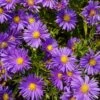 Aster Dumosus-Hybr. 'Blaue Lagune' - Kissenaster 1 Aster Dumosus-Hybr. 'Blaue Lagune' - Kissenaster -Deutschland Gartenbedarf Verkäufe 2024 122734 blumixx stauden aster blaue lagune