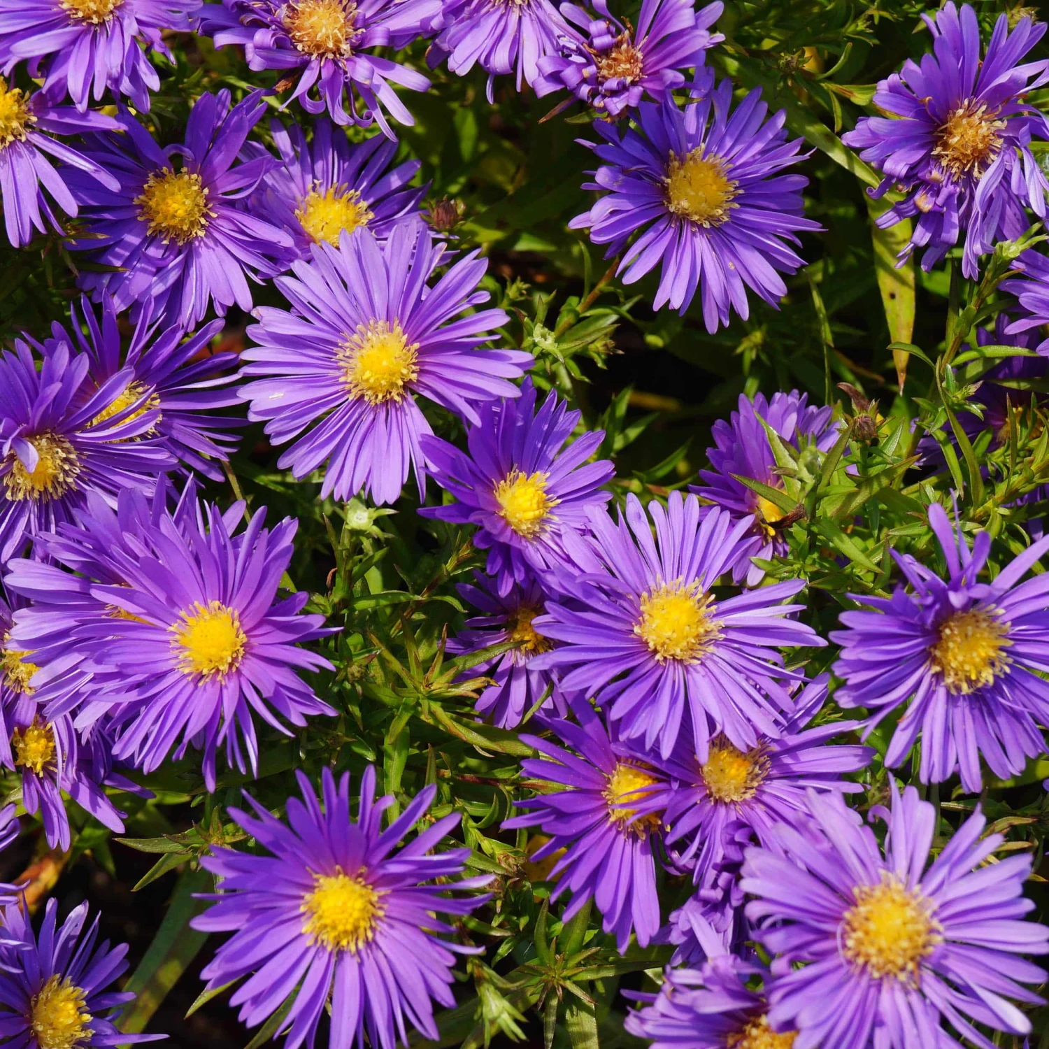 Aster Dumosus-Hybr. 'Blaue Lagune' - Kissenaster 3 Aster Dumosus-Hybr. 'Blaue Lagune' - Kissenaster