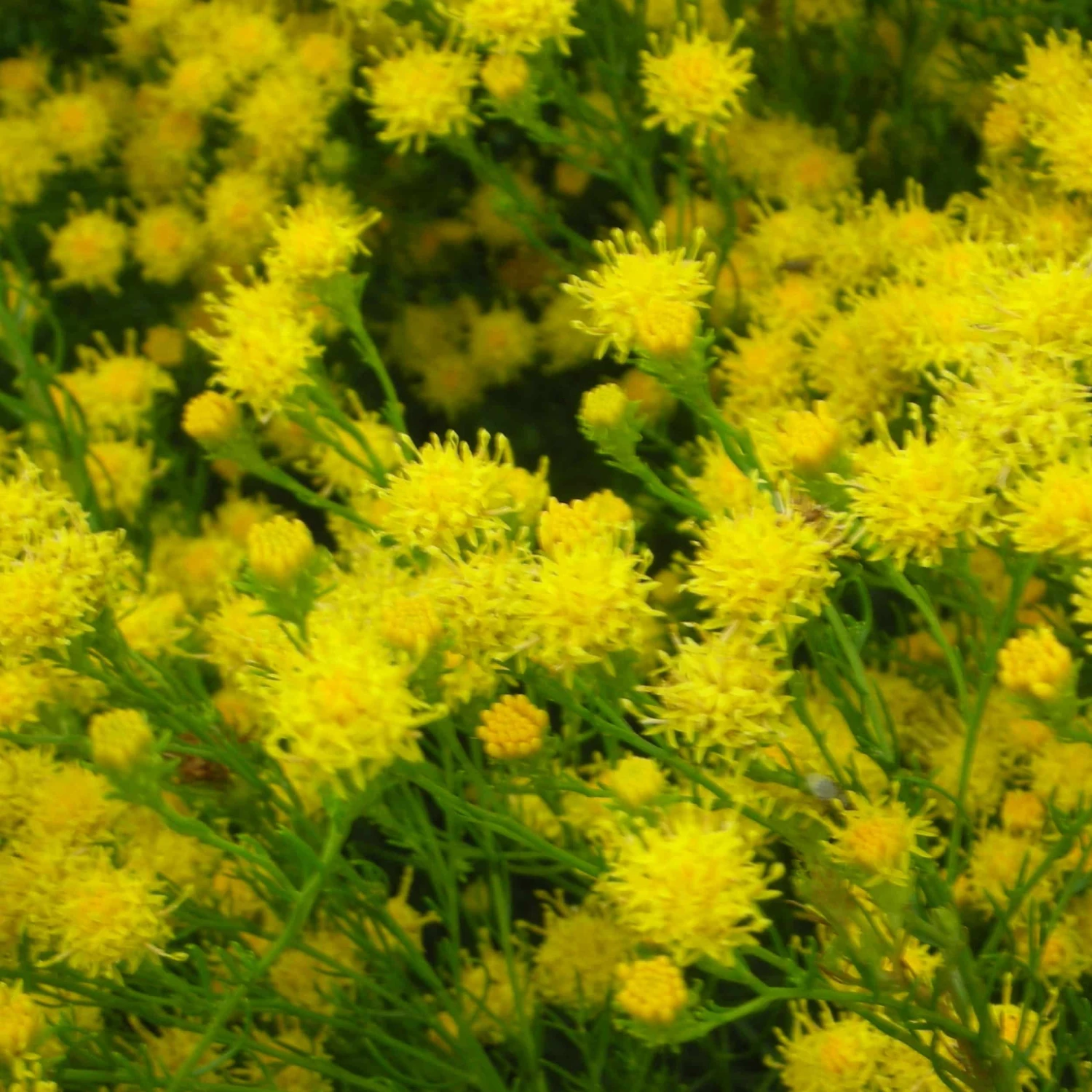 Aster Linosyris - Goldhaaraster 3 Aster Linosyris - Goldhaaraster