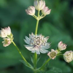 Astrantia Major - Sterndolde