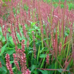 Bistorta Amplexicaulis 'Firedance' - Kerzenknöterich -Deutschland Gartenbedarf Verkäufe 2024 122798 blumixx stauden bistorta amplexicaulis firedance kerzenknoeterich