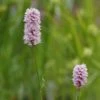Bistorta Officinalis 'Superbum' - Wiesen-Knöterich, Schlangen-Knöterich -Deutschland Gartenbedarf Verkäufe 2024 122801 blumixx stauden polygonum bistorta superbum wiesen knoeterich