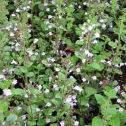 Calamintha Nepeta 'Blue Cloud' - Kleinblütige Bergminze -Deutschland Gartenbedarf Verkäufe 2024 122820 blumixx stauden calamintha nepeta blue cloud bergminze