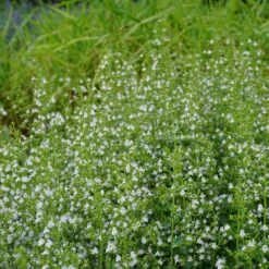 Neue Produkte -Deutschland Gartenbedarf Verkäufe 2024 122822 blumixx stauden calamintha nepeta triumphator