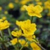 Caltha Palustris - Sumpfdotterblume -Deutschland Gartenbedarf Verkäufe 2024 122824 blumixx stauden caltha palustris