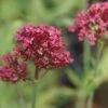 Centranthus Ruber 'Coccineus' - Garten-Spornblume -Deutschland Gartenbedarf Verkäufe 2024 122862 blumixx stauden centranthus ruber coccineus