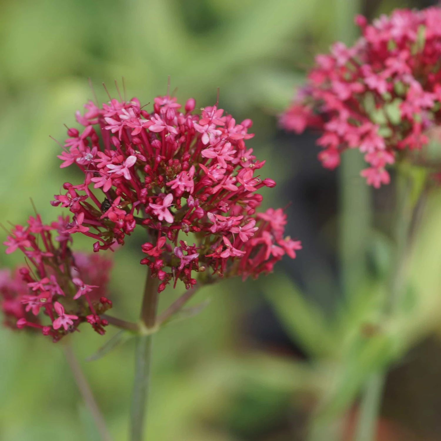 Centranthus Ruber 'Coccineus' - Garten-Spornblume 3 Centranthus Ruber 'Coccineus' - Garten-Spornblume