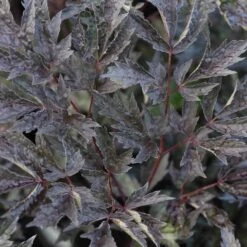 Cimicifuga Ramosa 'Brunette' - Silberkerze -Deutschland Gartenbedarf Verkäufe 2024 122881 blumixx stauden cimicifuga ramosa brunette silberkerze 1