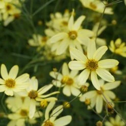 Coreopsis Verticillata 'Moonbeam' - Mädchenauge
