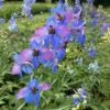 Delphinium Elatum-Hybr. 'Ouvertüre' - Hoher Garten-Rittersporn -Deutschland Gartenbedarf Verkäufe 2024 122912 blumixx stauden delphinium elatum hybr ouvertuere