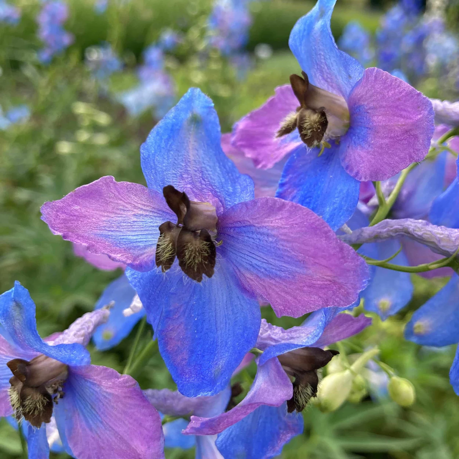 Delphinium Elatum-Hybr. 'Ouvertüre' - Hoher Garten-Rittersporn 4 Delphinium Elatum-Hybr. 'Ouvertüre' - Hoher Garten-Rittersporn – Bild 2