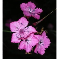 Dianthus Carthusianorum - Karthäuser-Nelke -Deutschland Gartenbedarf Verkäufe 2024 122920 blumixx stauden dianthus carthusianorum karthaeuser nelke 1