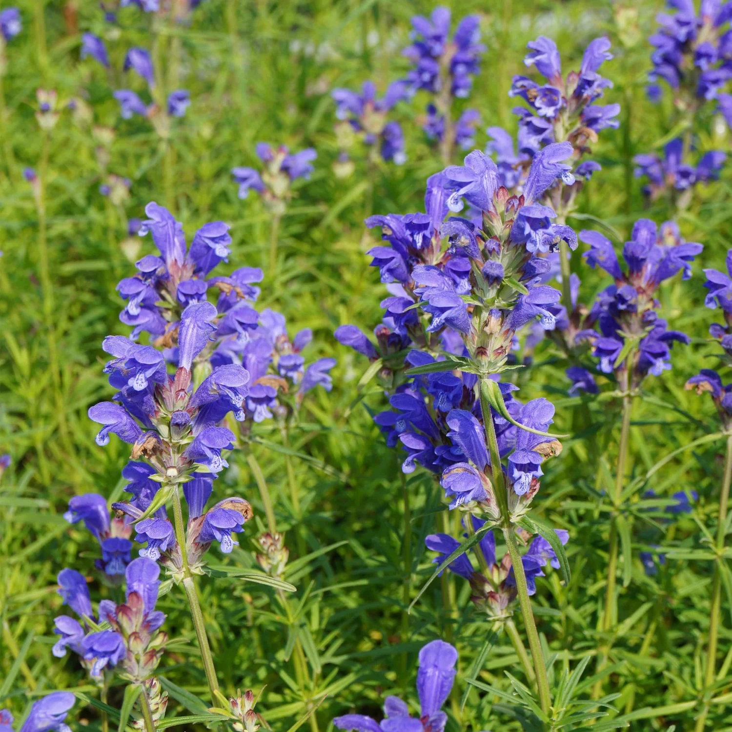 Dracocephalum Ruyschiana - Drachenkopf 3 Dracocephalum Ruyschiana - Drachenkopf