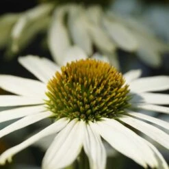 Echinacea Purpurea 'Alba' - Weißer Sonnenhut