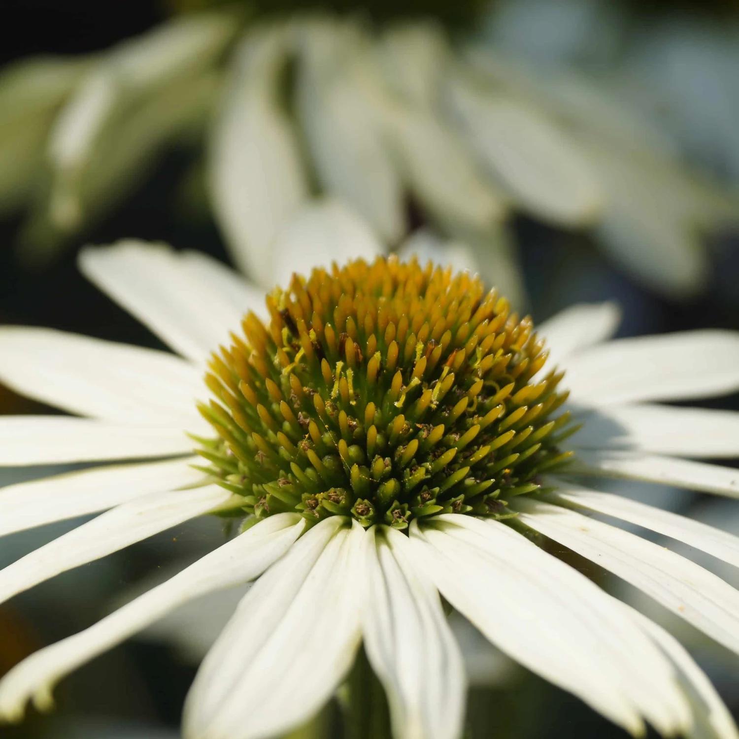 Echinacea Purpurea 'Alba' - Weißer Sonnenhut 3 Echinacea Purpurea 'Alba' - Weißer Sonnenhut