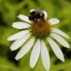 Neue Produkte -Deutschland Gartenbedarf Verkäufe 2024 122937 blumixx stauden echinacea purpurea alba sonnenhut 1