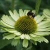 Echinacea Purpurea 'Green Jewel'® - Grüner Sonnenhut -Deutschland Gartenbedarf Verkäufe 2024 122938 staude echinacea purpurea green jewel gruener sonnenhut
