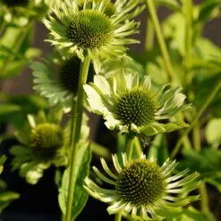 Echinacea Purpurea 'Green Jewel'® - Grüner Sonnenhut -Deutschland Gartenbedarf Verkäufe 2024 122939 blumixx stauden echinacea purpurea green jewel sonnenhut 1