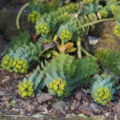 Euphorbia Myrsinites - Walzenwolfsmilch