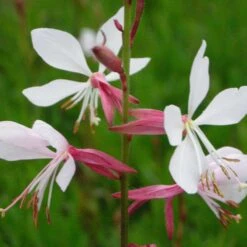 Gaura Lindheimeri 'Summer Breeze' - Weiße Prachtkerze