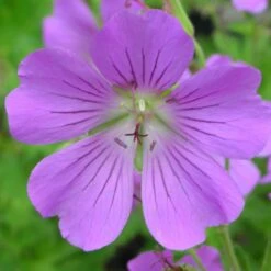 Geranium Gracile-Hybr. 'Sirak' - Storchschnabel -Deutschland Gartenbedarf Verkäufe 2024 123012 blumixx stauden geranium gracile hybr sirak storchschnabel 1
