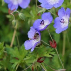 Geranium Hybride 'Rozanne'® - Storchschnabel -Deutschland Gartenbedarf Verkäufe 2024 123016 blumixx stauden geranium hybride rozanne storchschnabel 1