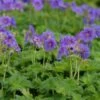 Geranium Magnificum 'Rosemoor' - Pracht-Storchschnabel -Deutschland Gartenbedarf Verkäufe 2024 123017 blumixx stauden geranium magnificum rosemoor prachtstorchschnabel