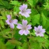 Geranium Nodosum - Knotiger Bergwald-Storchschnabel -Deutschland Gartenbedarf Verkäufe 2024 123018 blumixx stauden geranium nodosum knotiger bergwald storchschnabel