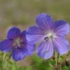 Geranium Pratense 'Johnson's Blue' - Johnson's-Storchschnabel 2 Geranium Pratense 'Johnson's Blue' - Johnson's-Storchschnabel -Deutschland Gartenbedarf Verkäufe 2024 123020 blumixx stauden geranium pratense johnsons blue