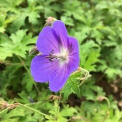Geranium Pratense 'Johnson's Blue' - Johnson's-Storchschnabel -Deutschland Gartenbedarf Verkäufe 2024 123021 blumixx stauden geranium pratense johnsons blue storchschnabel