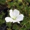 Geranium Sanguineum 'Album' - Blutstorchschnabel 1 Geranium Sanguineum 'Album' - Blutstorchschnabel -Deutschland Gartenbedarf Verkäufe 2024 123027 blumixx stauden geranium sanguineum album weisser blut storchschnabel